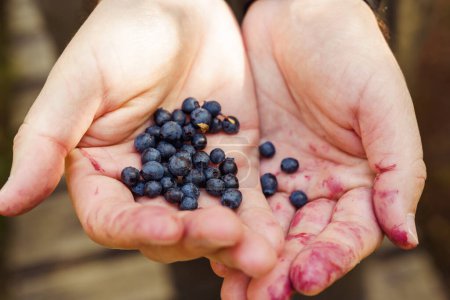 Photo for Men's hands, smeared with blueberry juice in purple color, hold a handful of fresh forest blueberries. - Royalty Free Image