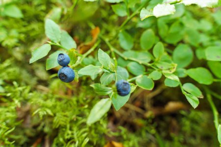 Photo for Wild blueberries grow on a bush in the forest. - Royalty Free Image