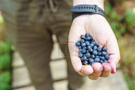 Photo for A man picked wild blueberries and holds them in his hand. - Royalty Free Image