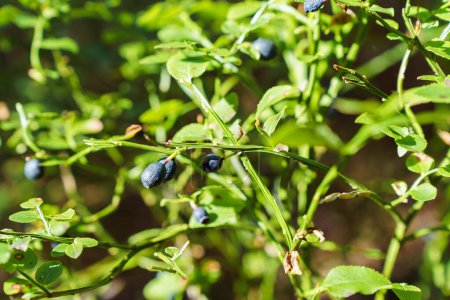 Photo for Bush with wild blueberries in sunlight. - Royalty Free Image