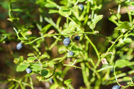 Photo for Ripe wild wild blueberries grow in their natural environment in the forest. - Royalty Free Image