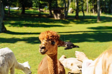 Foto de La mano de una mujer extiende comida a una joven alpaca marrón en una granja de alpaca. - Imagen libre de derechos