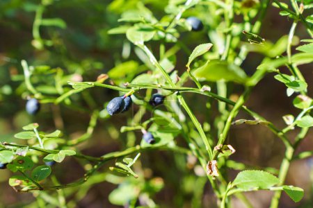 Photo for Ripe wild blueberries on a bush on a summer day. - Royalty Free Image