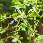 Ripe wild blueberries on a bush on a summer day.