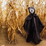 A scarecrow depicting death in a black cape and mask in the middle of a cornfield on Halloween.