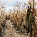 A scarecrow with a head in the shape of a human skull hangs in a cornfield on the eve of Halloween.