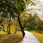 Plank wooden walking path among fallen leaves in an autumn park.