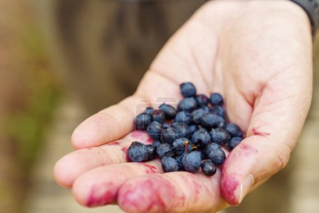 Photo for A mans hand holds the berries of freshly picked wild blueberries in the forest. - Royalty Free Image