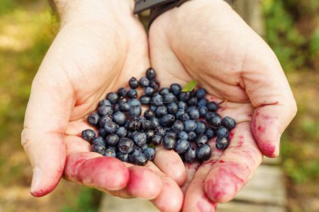 Photo for A person holds a handful of freshly picked wild blueberries in his hands. - Royalty Free Image
