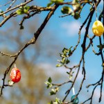 Painted decorative Easter eggs hung on tree branches for Easter celebration.