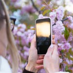 Close-up of woman taking photo of sakura flowers with mobile phone.