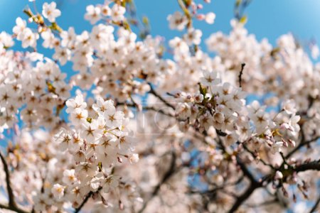 Selektiver Fokus. Japanische Kirschblüte oder Sakura Prunus nipponica Miyabe M.Hiroe Brilliant im Frühling.