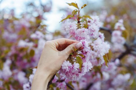 A woman's hand touches a luxuriantly blooming pink ornamental cherry Prunus Kanzan in spring.