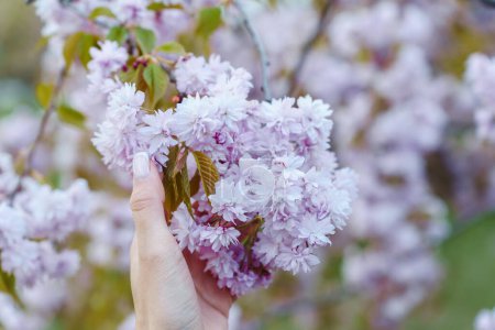 Hand of woman in spring garden holding bunch of blooming pink Japanese cherry Prunus Kanzan.