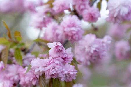 Prunus serrulata Kanzan,. Prunus lannesiana Kanzan, Cerasus Sato-zakura Kwanzan or Sekiyama, Japanese, flowering cherry cultivar with pink flowers on branch.
