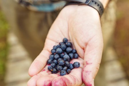 A handful of freshly picked wild blueberries in a mans hand smeared with blueberry juice.