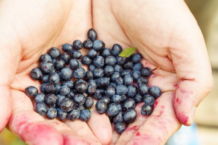 Photo for A handful of ripe wild blueberries in the open palms of the hands. - Royalty Free Image