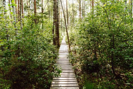 Varnikai Cognitive Walking Way au parc national historique de Trakai, un sentier de randonnée en bois à travers la forêt et les marécages avec la lumière du soleil et les ombres.