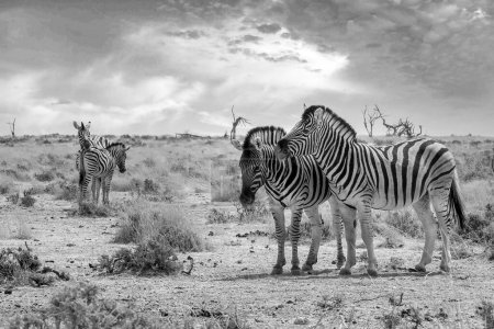 Photo for Black and white photo of Burchells zebras in Etosha National Park, Namibia - Royalty Free Image
