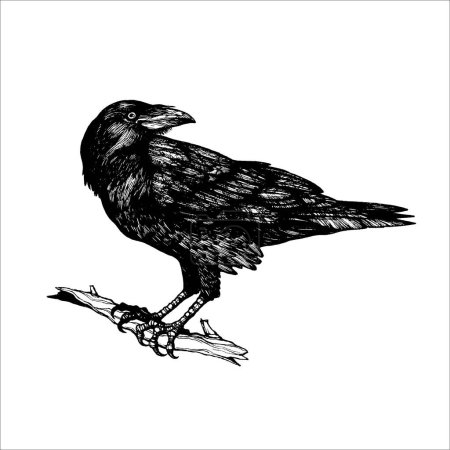 Téléchargez les illustrations : Belle illustration de corbeau dessinée à la main, conception de tatouage - en licence libre de droit