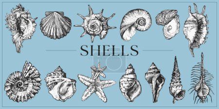 Beautiful Handdrawn Shells illustrations, shells drawing design