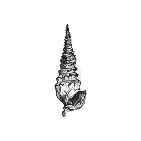 Illustration for Beautiful handdrawn shell illustration, Shell drawing design - Royalty Free Image