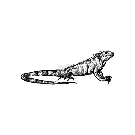 Illustration for Beautiful handdrawn lizard illustration, lizard drawing design - Royalty Free Image
