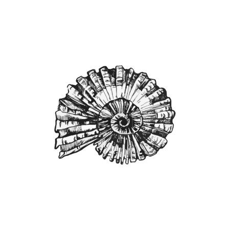 Illustration for Beautiful handdrawn shell illustration, Shell drawing design - Royalty Free Image