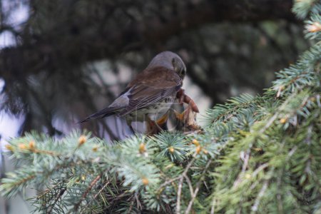 Photo for Fieldfare feeds its young in the nest - Royalty Free Image