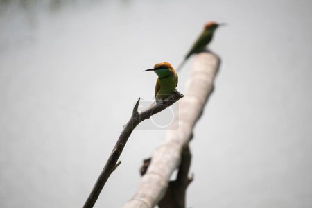 Photo for Beautiful green bee-eater bird sit on a branch of tree and looking for his food - Royalty Free Image