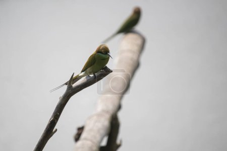 Photo for Beautiful green bee-eater bird sit on a branch of tree and looking for his food - Royalty Free Image