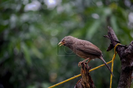 Photo for A cute babbler jangle babbler bird sit on a tree branch in a rainy day, close up view with beautiful natural blurred background - Royalty Free Image