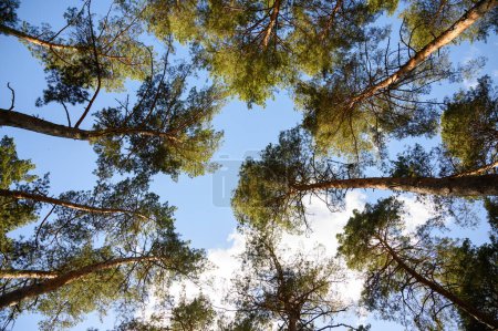 Bosque verde de coníferas con cielo azul