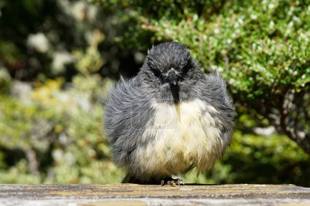 Foto de Uno de los pájaros nativos muy lindos de Nueva Zelanda, un petirrojo, está acurrucado sentado al sol. Estos pajaritos son muy amigables y no se asustan fácilmente.. - Imagen libre de derechos