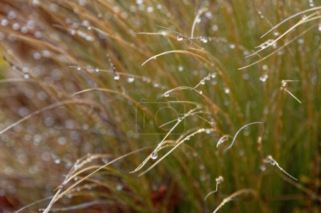 Photo for Red tussock has water droplets clinging to the stems. - Royalty Free Image