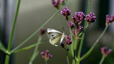 Photo for A white butterfly is just about to take off from a flower where she has been feeding. Her proboscis is still out and her wings are sunlit. - Royalty Free Image