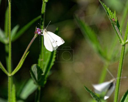 Photo for Flowers attract the white butterfly or cabbage white. One is sunlit, another is leaving the image - a ghost butterfly. - Royalty Free Image