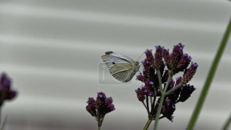 Photo for The prominent veins of a white butterfly stand out due to the light. It is busy feeding. - Royalty Free Image