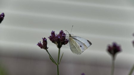 Photo for The light catches the veins in this white butterfly's wings while it is feeding on a flower - Royalty Free Image