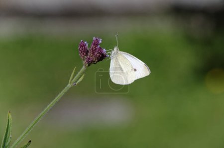 Photo for A purple flower is the feeding ground for this hungry white butterfly. It has its proboscis in the flower. - Royalty Free Image