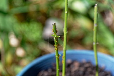 Foto de Las hojas de una planta de cisne están empezando a volver a crecer después de que las plantas han sido despojadas por orugas hambrientas - Imagen libre de derechos