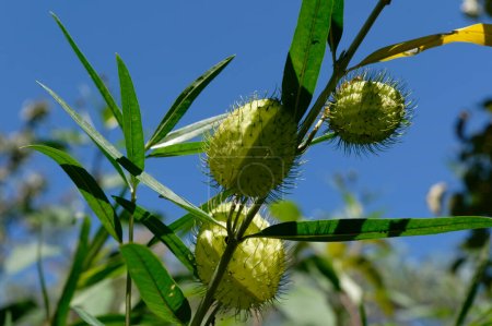 Foto de Se forman cabezas de semilla de planta de cisne en la planta - Imagen libre de derechos