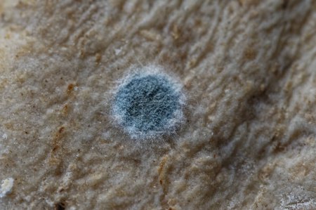 Photo for Fuzzy parts of mold you see on bread are colonies of spores - Royalty Free Image