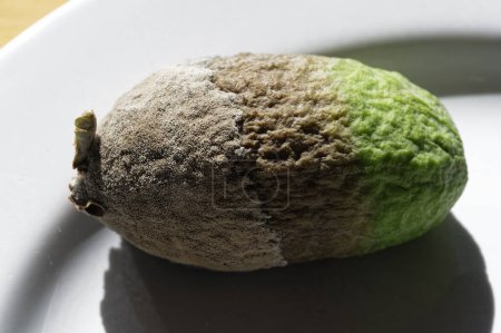 Photo for An over ripe feijoa is starting to rot, it has mould on one end but is still green on the other - Royalty Free Image
