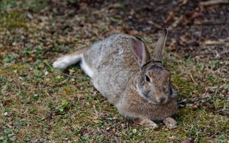 Foto de Las orejas de un conejo miran hacia atrás mientras busca cualquier pista de acercarse a los depredadores - Imagen libre de derechos