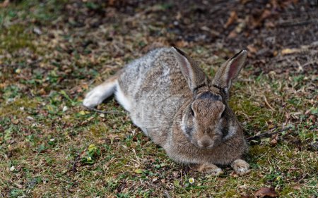 Téléchargez les photos : Des oreilles de lapin surveillent constamment pour s'assurer que personne n'essaie de s'y faufiler - en image libre de droit