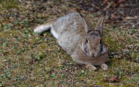 Téléchargez les photos : Un lapin se relaxe mais ses oreilles continuent de bouger, écoutant ce qui se passe autour d'elle - en image libre de droit