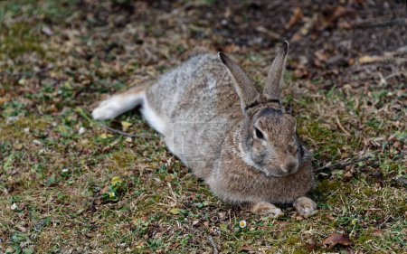 Téléchargez les photos : Un lapin détendu est allongé sur l'herbe, ses oreilles surveillent ses environs - en image libre de droit