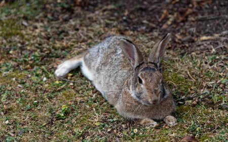 Téléchargez les photos : Un lapin repose sur le sol, ses oreilles sont très expressives à l'écoute de tous les prédateurs - en image libre de droit