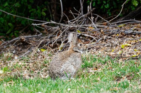 Téléchargez les photos : Un jeune lapin alerte semble sur le point de sauter - en image libre de droit